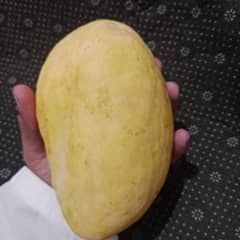 Pure White Chaunsa Mangoes.