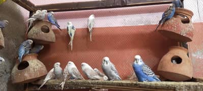 Australian birds masala se healthy active hai builder joda hai sab