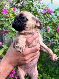 pug female puppy for sale
