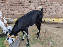 goats for sale