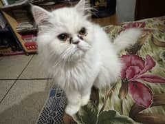 Percian cat paki face triple coat