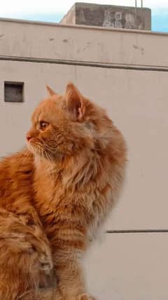 Persian Brown Cat Male