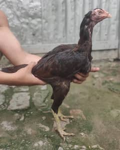 Pakistani pure kamalia bloodline female available