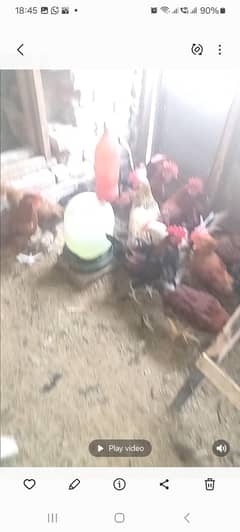 25 Males for sale. Age 105 days.