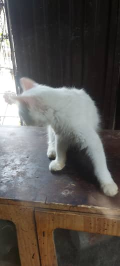 Beautiful cat  and white