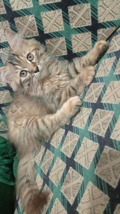 Persian