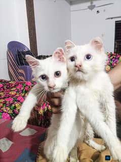 2 Male Persian Kittens– 70 Days Old| Same Litter| Playful & Healthy