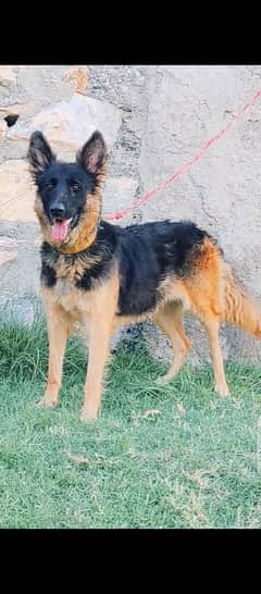 top quality German Shepherd double code mein female confirm reader for
