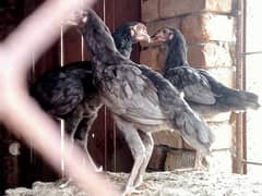 aseel chicks / aseel  / Turkey bird breeder  /chicks  / hens