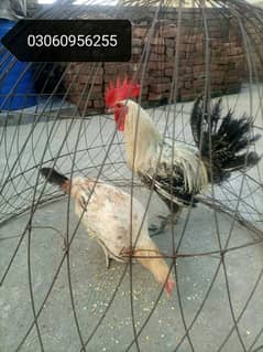 Golden misri pair for sale