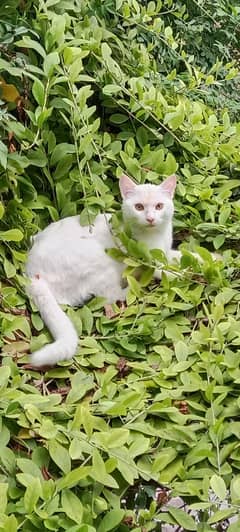 Male Cat