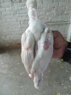 chicks for sale