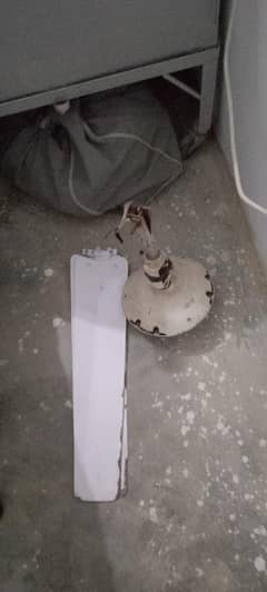 fan