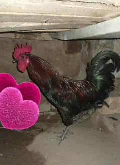 Desi Murga For Sale.
