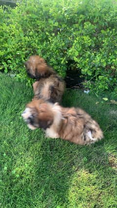 Shihtzu puppies