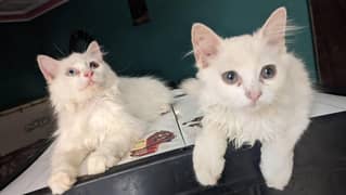 White persian kittens/tripple coat/Fluffy/kittens for sale