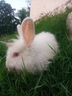 Angora