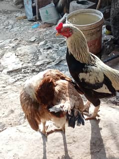 selling morga pair