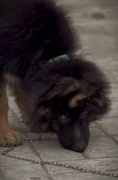 my cute puppy