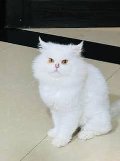 Persian punch face Cat | Triple coat | White male | Kitten | gray Cat