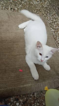 White cat odd eyes