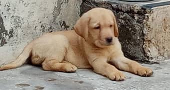 British Labrador Female 03134111831