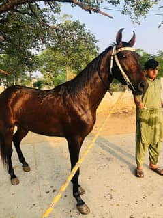 wachera