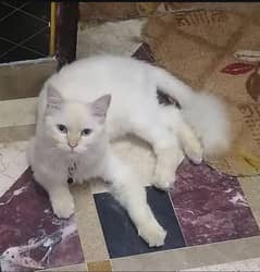 beautiful cat pur white cat and 3pal cotton