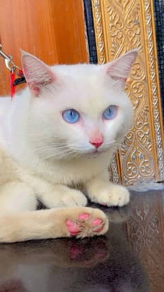 Persian cat blue eyes urgent sale 0/3/4/4/4/2/5/6/1/4/6