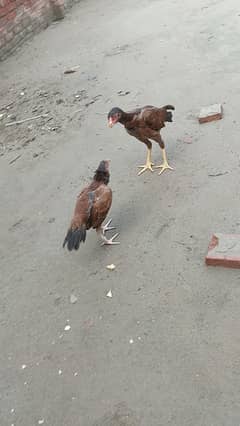 Aseel murga murgi pathi patha chicks plz add read kry