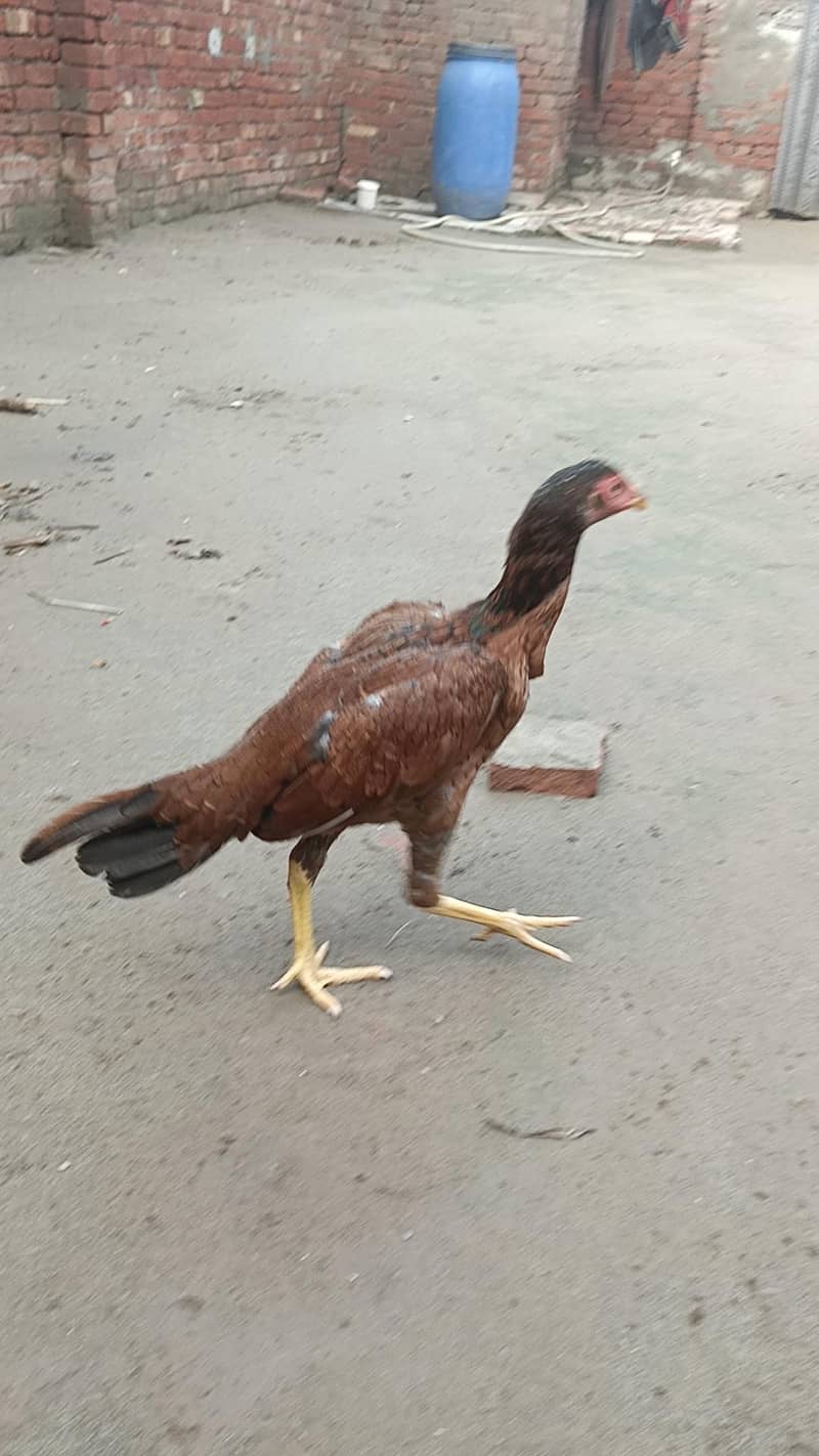 Aseel murga murgi pathi patha chicks plz add read kry 1
