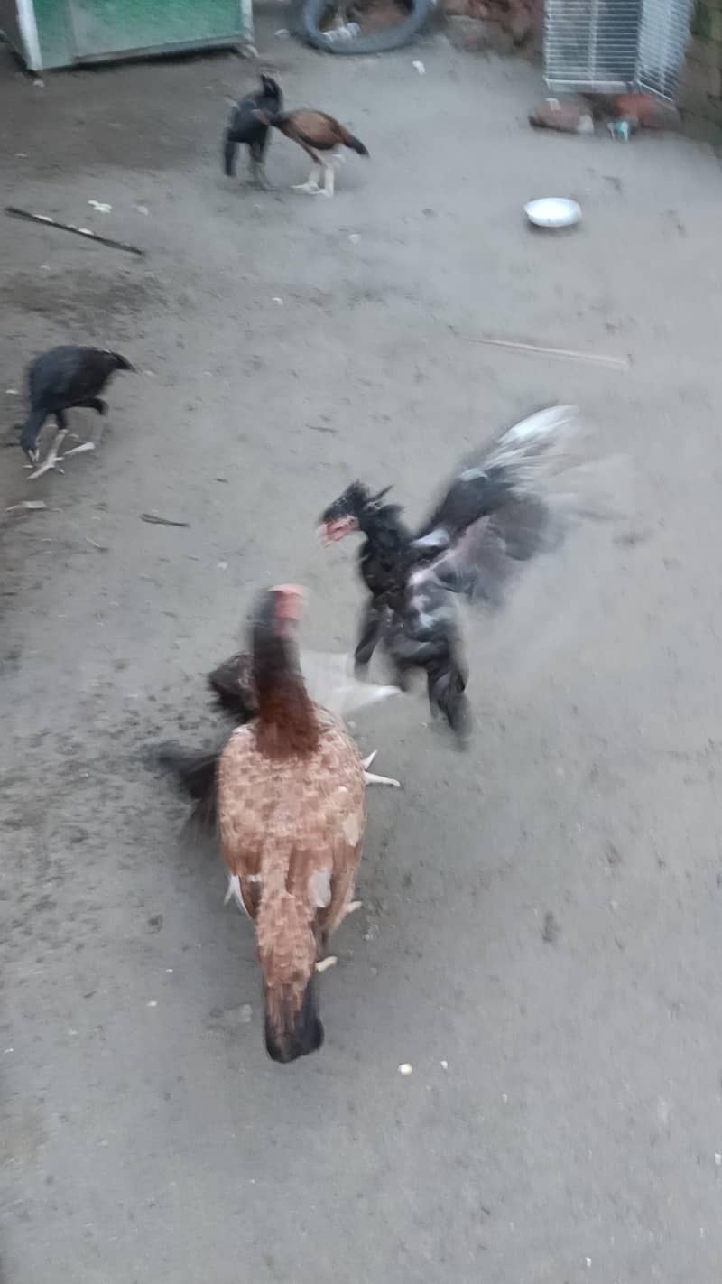 Aseel murga murgi pathi patha chicks plz add read kry 2