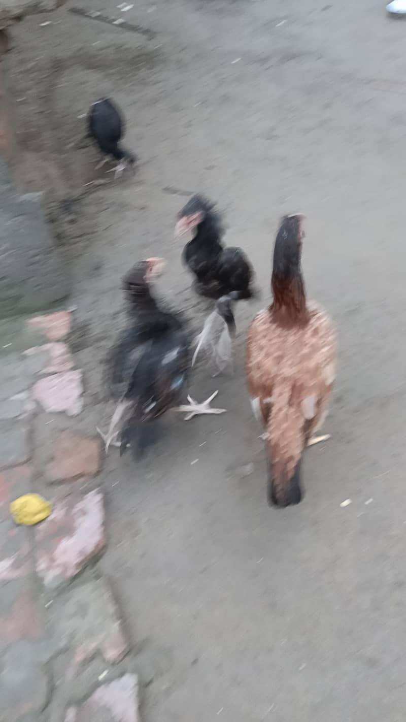 Aseel murga murgi pathi patha chicks plz add read kry 3