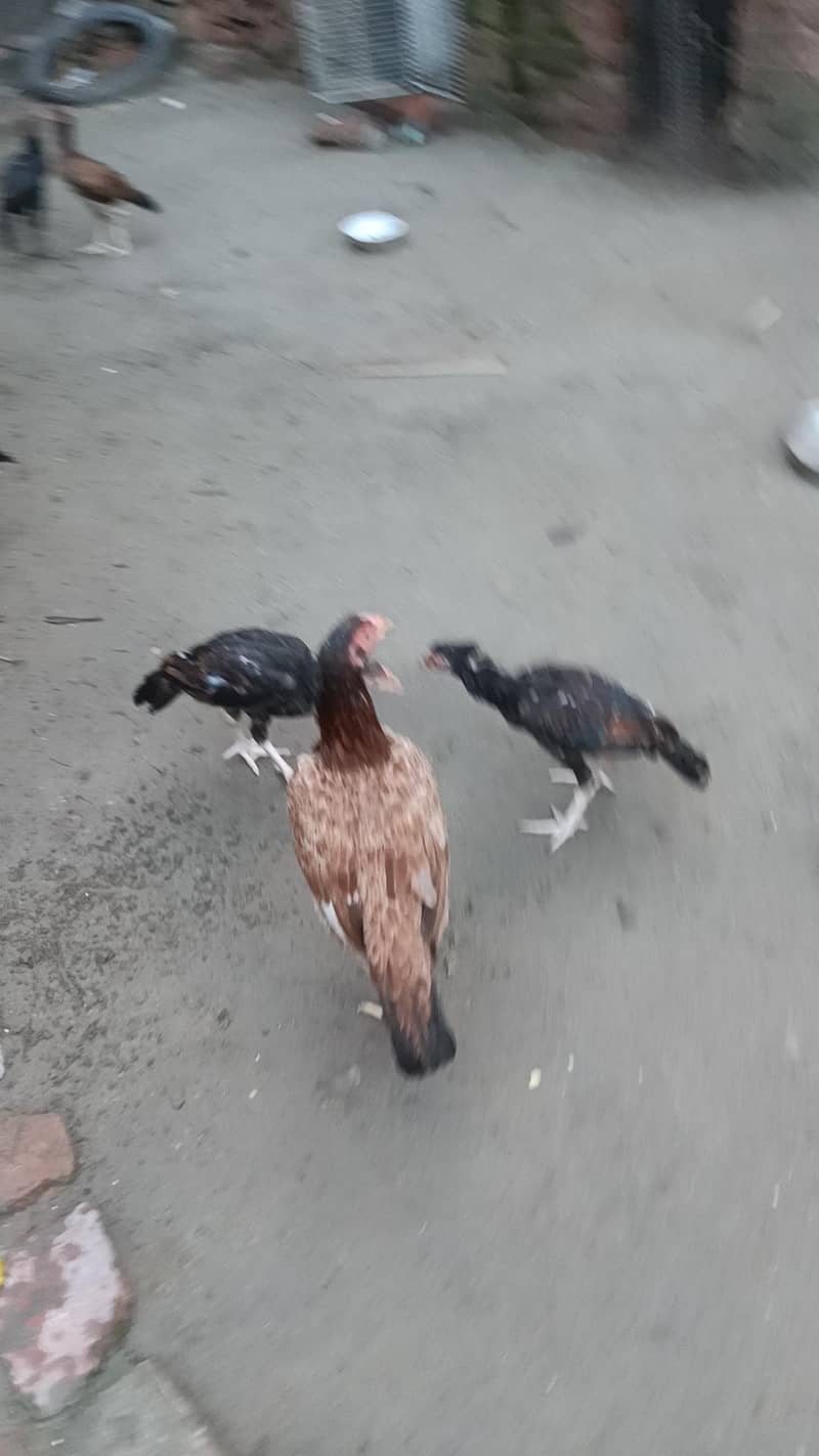 Aseel murga murgi pathi patha chicks plz add read kry 7