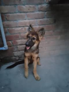 German shepherd 2.5 mouths old female