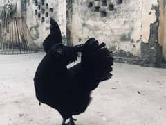 Full black ayam cemani hens breader