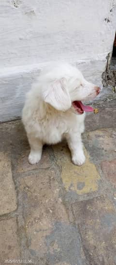 Pishta