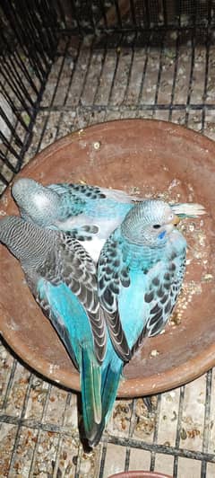 Australian Budgie Parrot Chicks and Pair for Sale