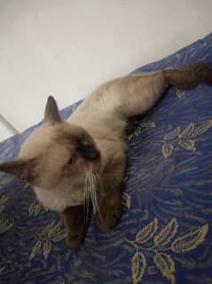 seisame cat for sale