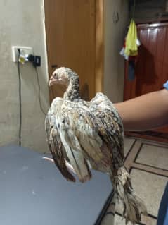7 aseel chicks for sale