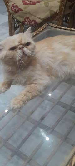 pekki/pikki adult male for sale