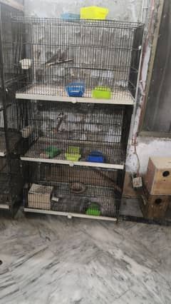 Cages / Love Bird / Hens