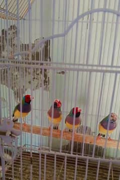 gouldian