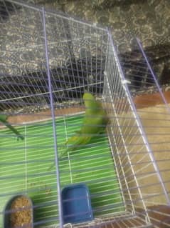 parot