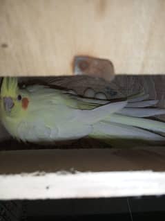Cockatiel