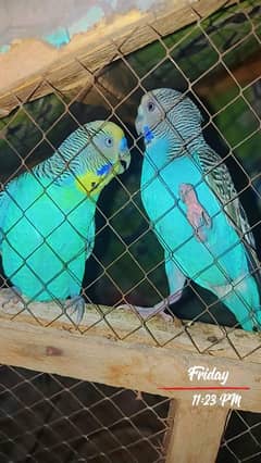 Australian parrot