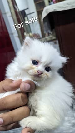 4 kittens for sale trippel coated
