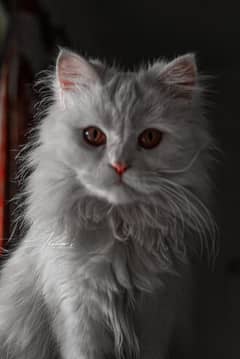Persian cat available for mating