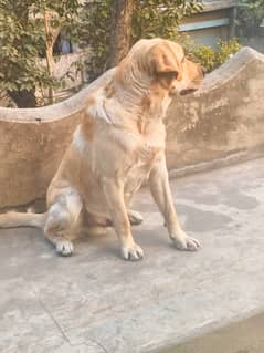 Labrador stud male available for sale