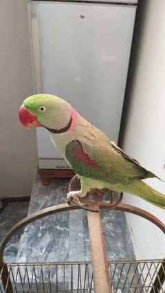 raw parrot
